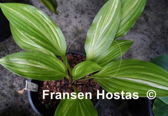 Hosta Swoosh