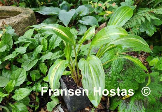 Hosta Swoosh