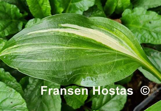 Hosta Swoosh