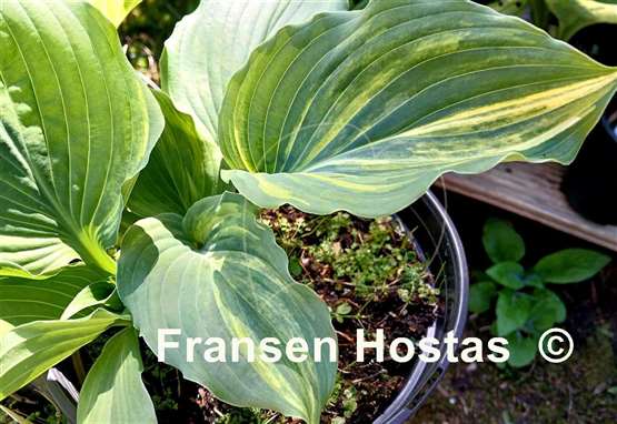 Hosta Sycamore Creek