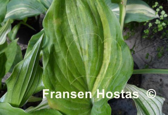 Hosta Sycamore Creek