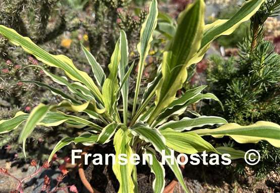 Hosta Syncopated Harmony