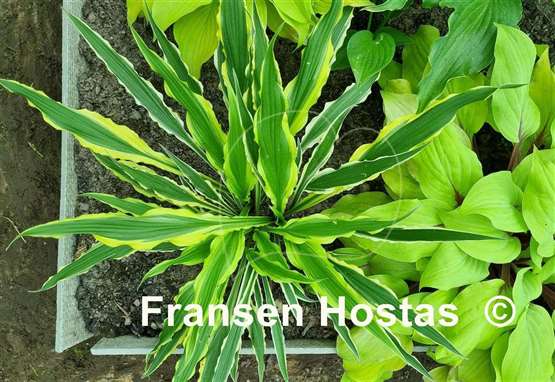Hosta Syncopated Harmony