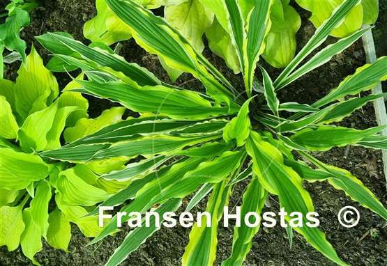 Hosta Syncopated Harmony