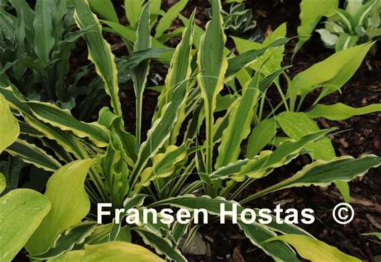 Hosta Syncopated Harmony
