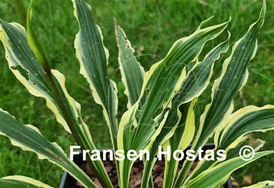 Hosta Syncopated Harmony