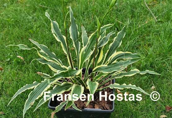 Hosta Syncopated Harmony