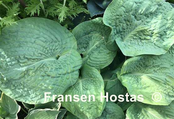 Hosta sieboldiana 'Elegans'