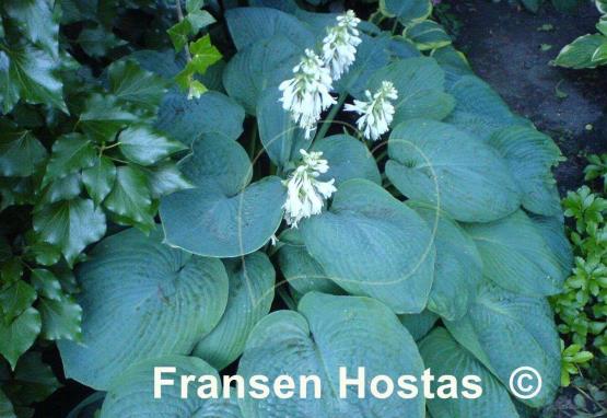 Hosta sieboldiana 'Elegans'