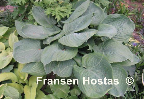 Hosta sieboldiana 'Elegans'