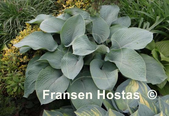 Hosta sieboldiana 'Elegans'