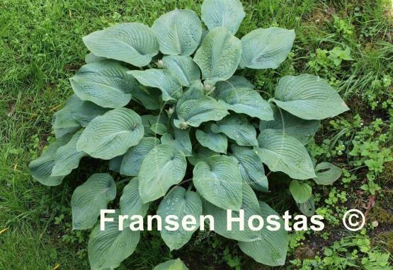 Hosta sieboldiana 'Elegans'