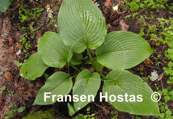 Hosta sieboldiana 'Mira'