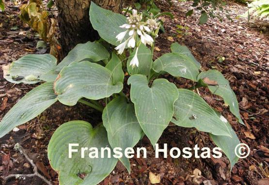 Hosta sieboldiana 'Mira'