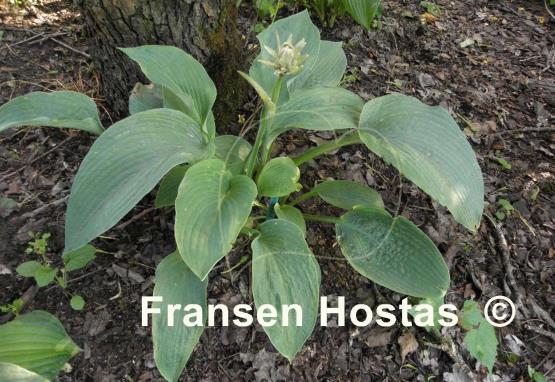 Hosta sieboldiana 'Mira'