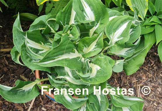 Hosta silver lode