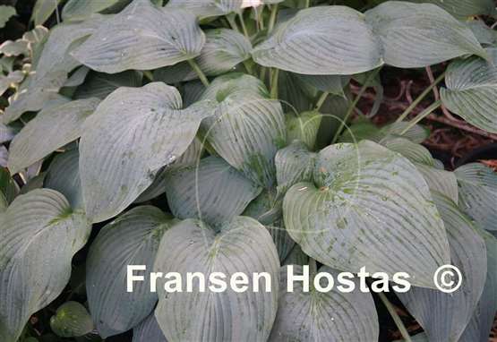 Hosta snowden
