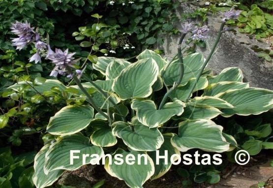 Hosta Sagae
