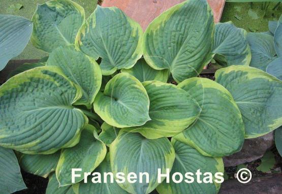 Hosta Samurai