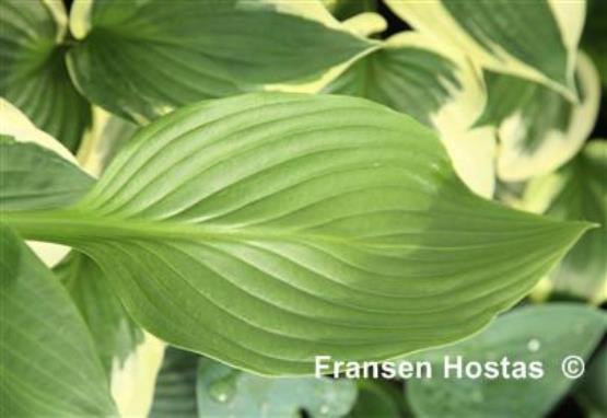 Hosta Sapporo