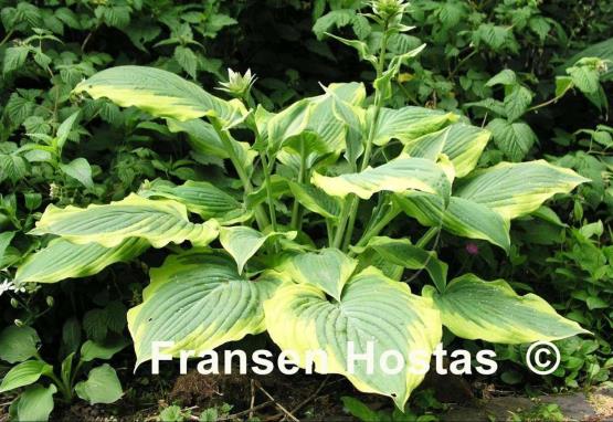 Hosta Satisfaction