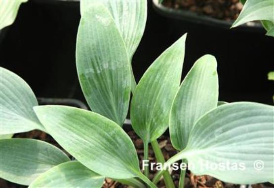 Hosta Schneekuppe