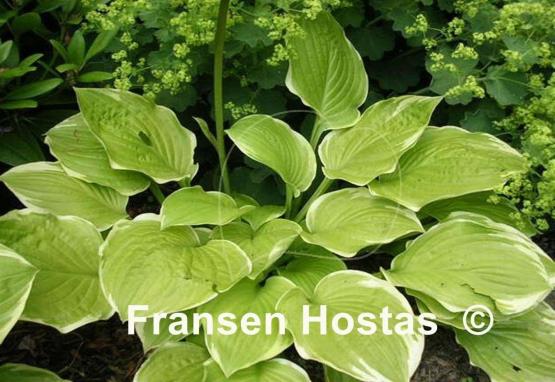 Hosta Sea Dream