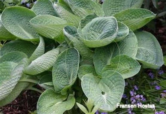 Hosta Sea Lotus Leaf