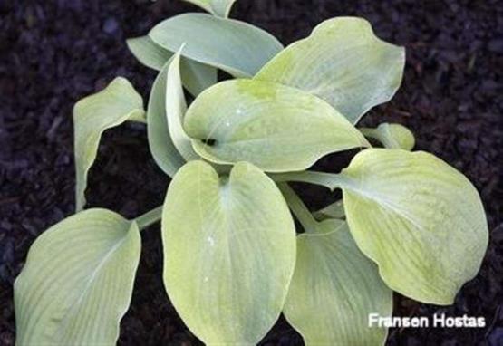 Hosta Sea Mist