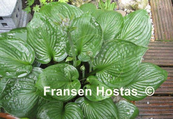 Hosta Second Wind