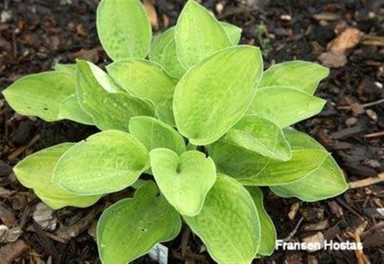 Hosta September Surprise