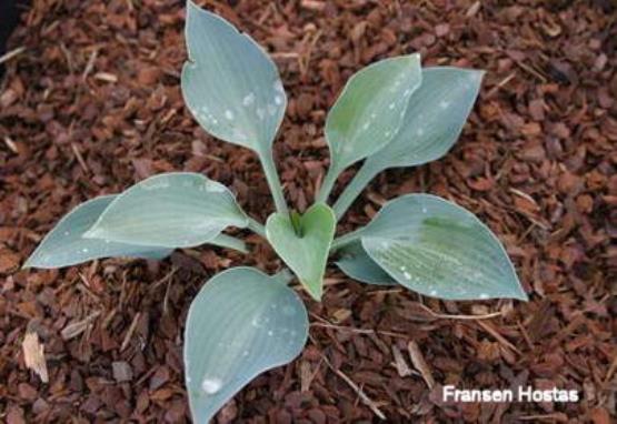 Hosta Serena