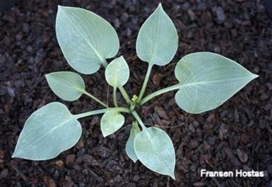 Hosta Serendipity