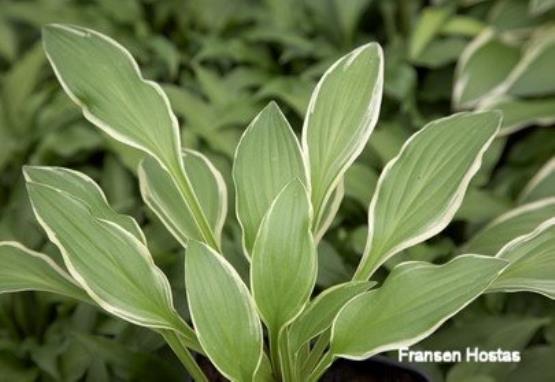 Hosta Shade Beauty