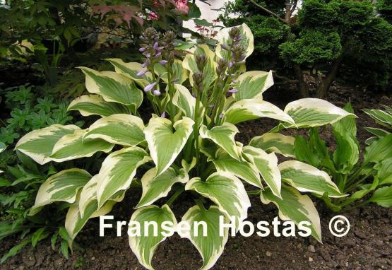 Hosta Shazaam