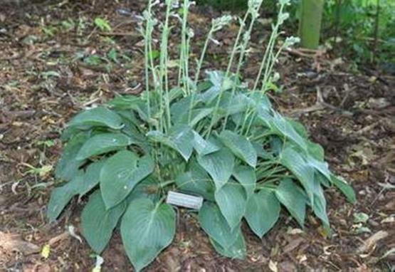 Hosta Sherborne Profusion