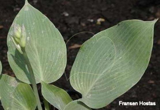 Hosta Sherborne Songbird