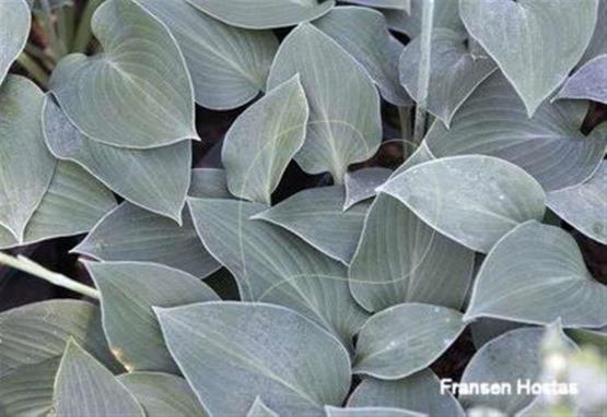 Hosta Sherborne Swallow