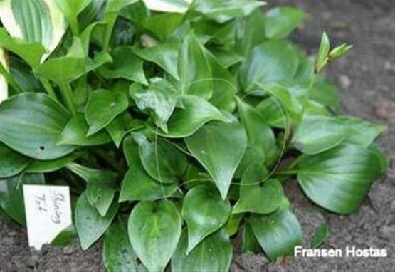 Hosta Shining Tot