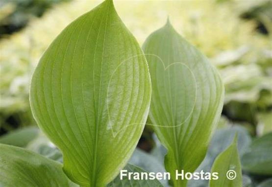Hosta Shiny Substance