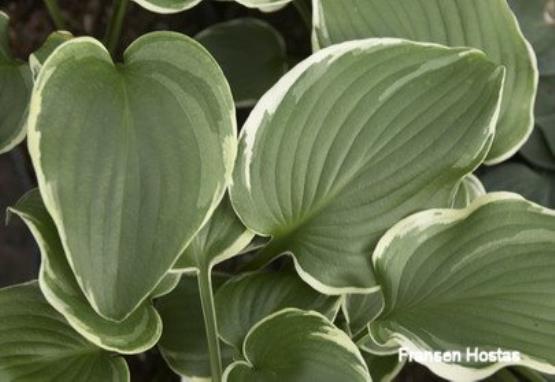 Hosta Shirley Vaughn