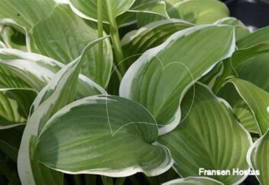 Hosta Showtime