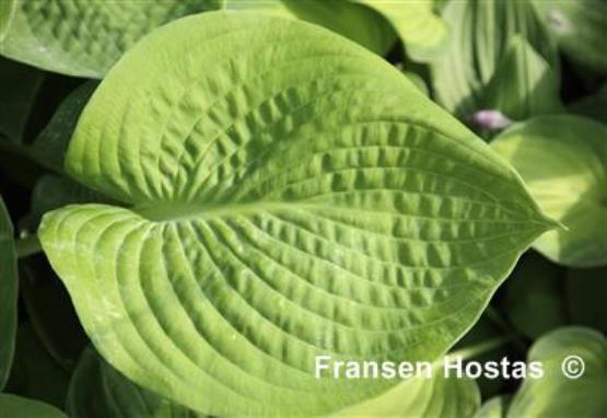 Hosta Silver Bowl