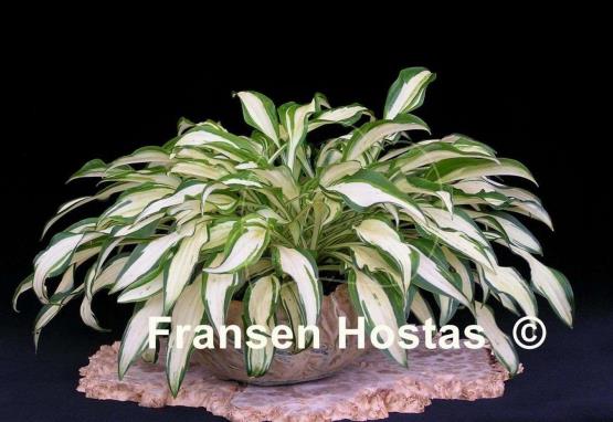 Hosta Silver Kabitan