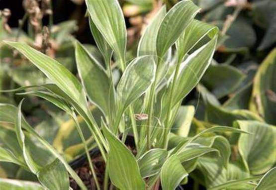 Hosta Silver Lance