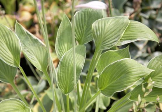 Hosta Silver Lining