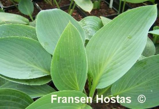 Hosta Silver Mist