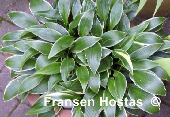 Hosta Silver Shadow