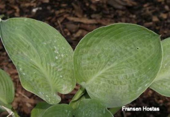 Hosta Skookumchuck