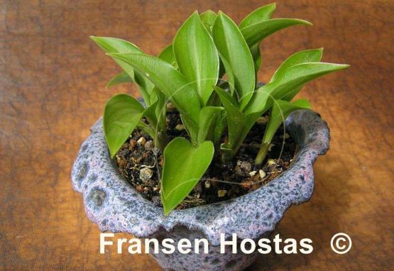 Hosta Small Parts